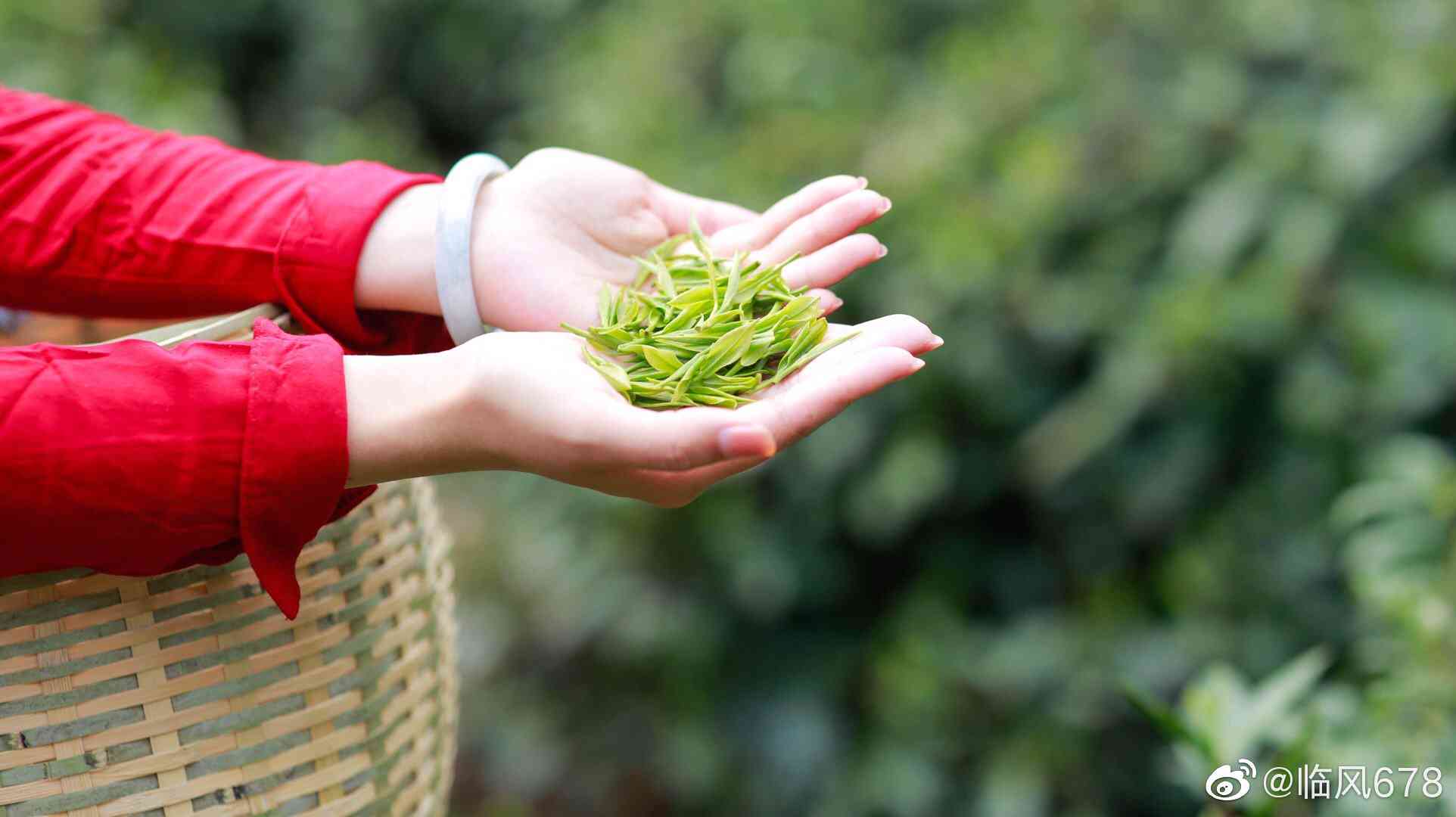 春茶宴：品味浓春意，探讨浓茶价格与品质之间的关系