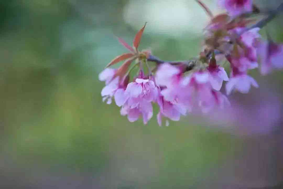 春意暖普洱茶