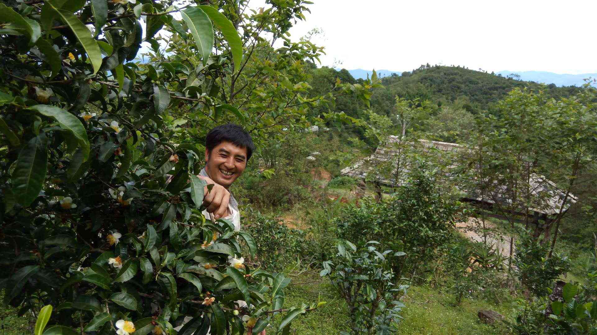 傣文砖普洱茶