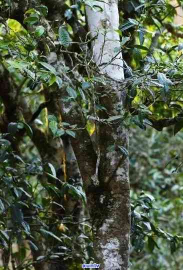 小娥古树茶：口感特点、简单介绍及价格，品尝云南特色普洱茶