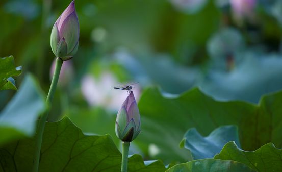 绿水溏普洱茶