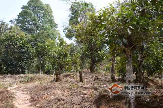 新安县古树普洱茶：源自云南的纯净韵味