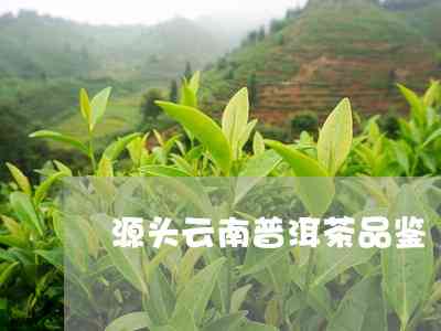 源南酿普洱茶好喝吗？怎么样？云南源普洱茶品质如何？