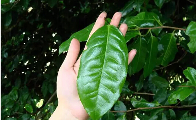 优质普洱茶叶批发供应商，专业提供云南大叶种茶叶批发服务