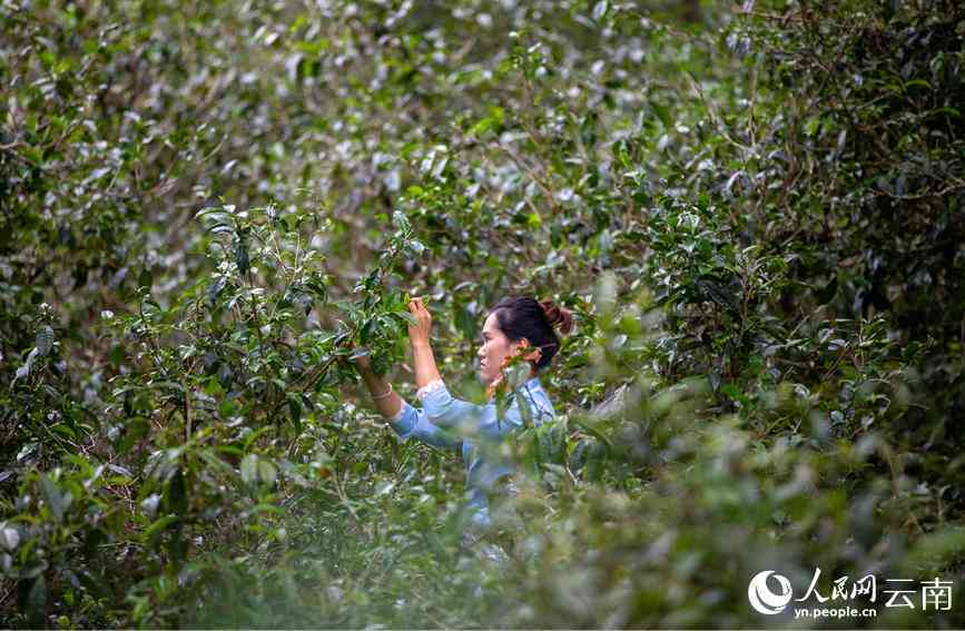 云南古树普洱茶林：绿色宝藏与文化传承