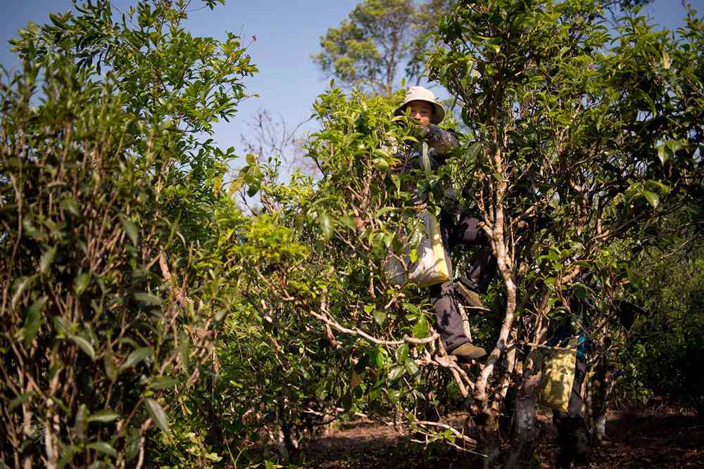 新 珍藏级得普号普洱茶：源自古树的独特风味与越品质