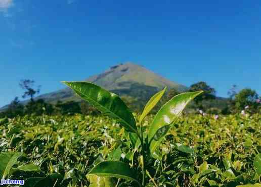 探索普洱茶山野韵：品味大自然的馈赠与茶文化的奥秘