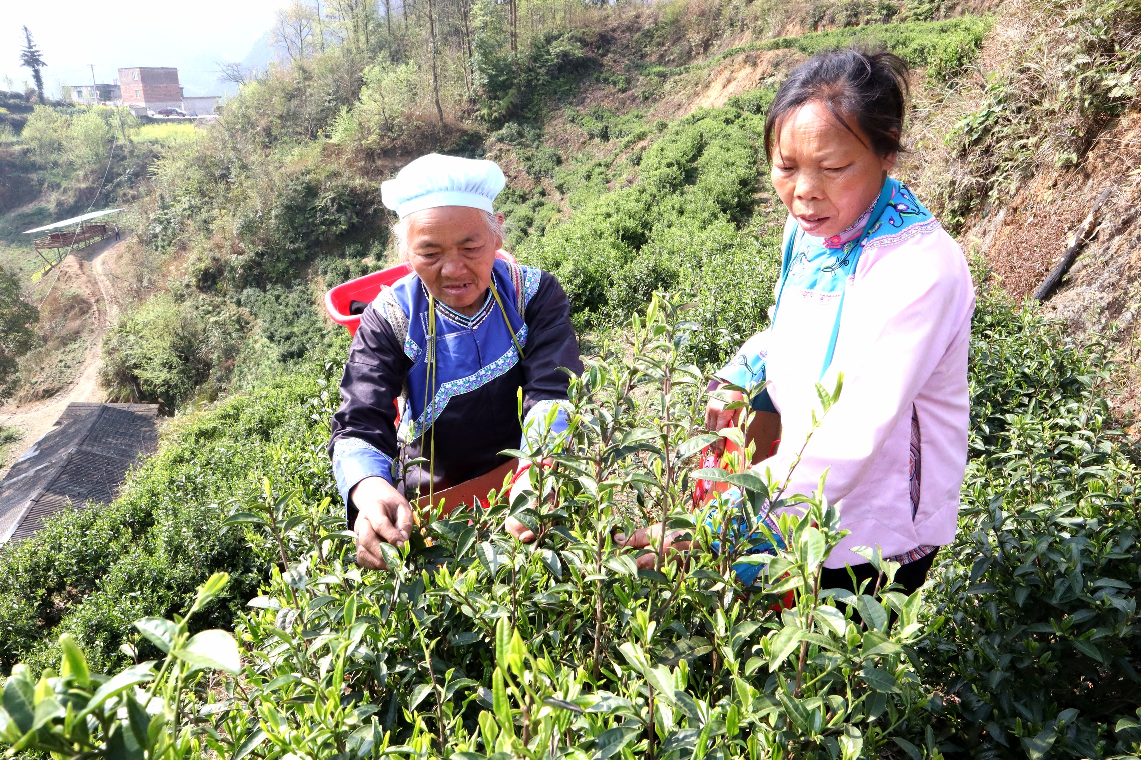 兴旺茶叶公司与机械厂共同发展，致力于提供优质茶业产品和服务。