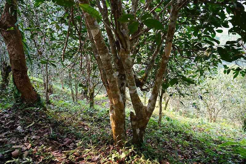 棠梨村普洱茶：介绍、古树茶2020价格、砖茶价位及春茶业公司