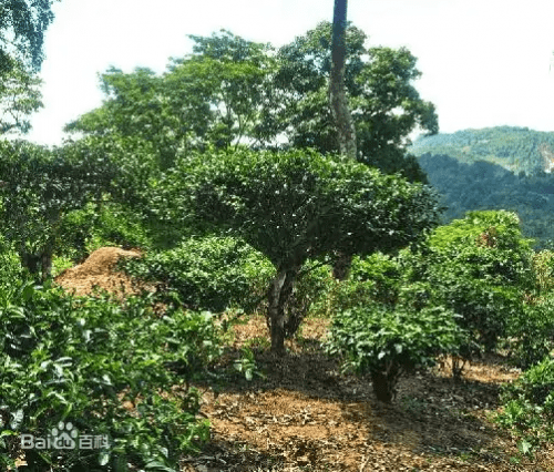 普洱茶百茶园：古树茶香，生态养生，品茗之旅，茶文化体验