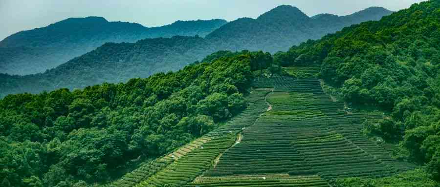 中茶叶：源自山野，演绎茶文化精髓