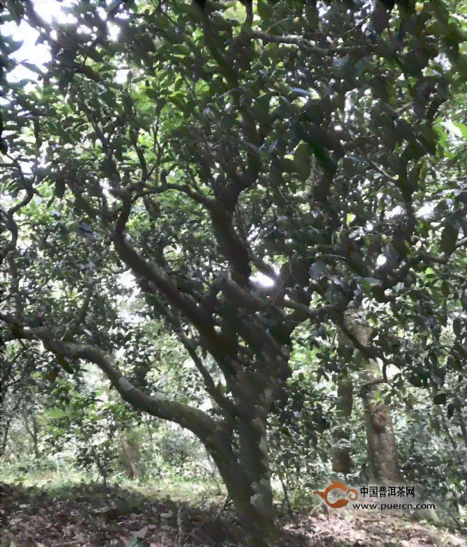 白记祥普洱茶：品鉴名山古树，领略千年传世魅力