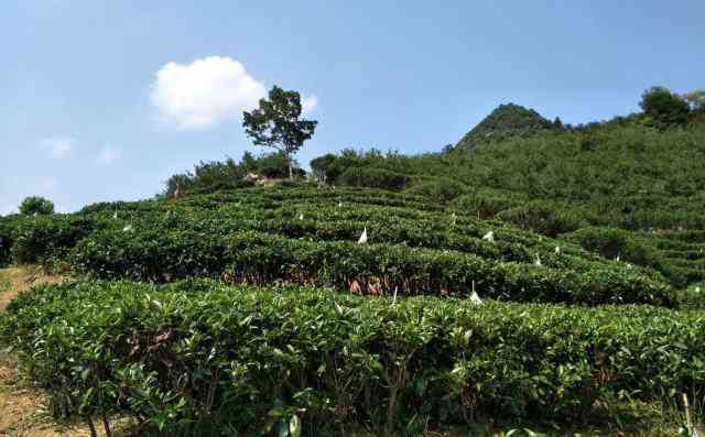 永顺高山茶叶：纯净口感与丰富营养的完美结合