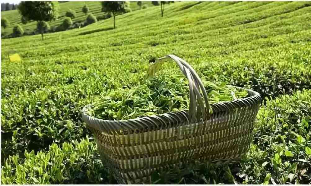 永顺茶厂：品质越，茶叶种类丰富，为您提供一站式购茶体验