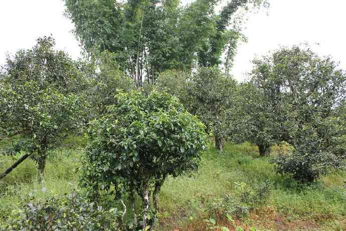 普洱茶山全解：探寻十二大茶山的魅力与文化底蕴