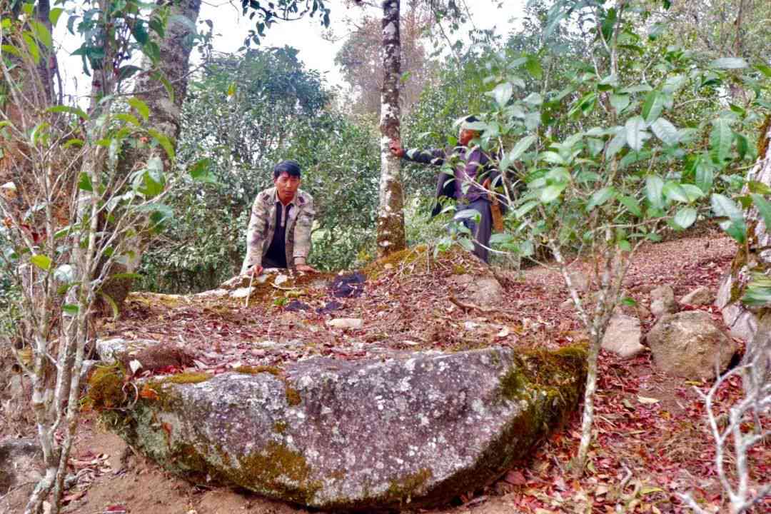 古树普洱茶：探索钉扒山的神秘与风土之美