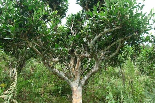 古树普洱茶的岁月沉淀：揭秘旧庙寨茶树的年份和故事