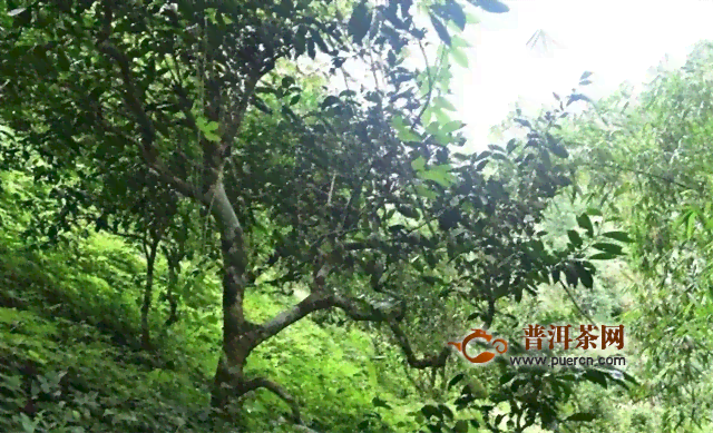 古树普洱茶的岁月沉淀：揭秘旧庙寨茶树的年份和故事