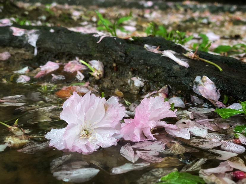 洞里雨中花落 (与落花洞雨有关)