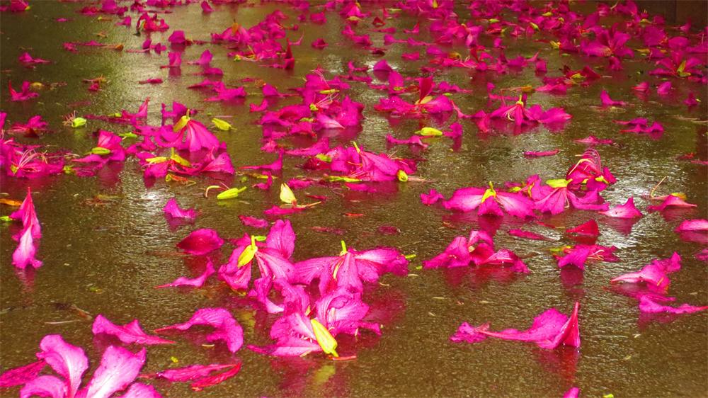 洞里雨中花落 (与落花洞雨有关)