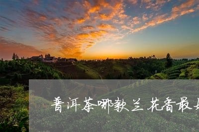 马兰香普洱茶