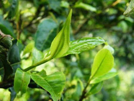 云南大叶种晒青茶：从大益普洱茶到全面了解其品质、制作工艺与功效