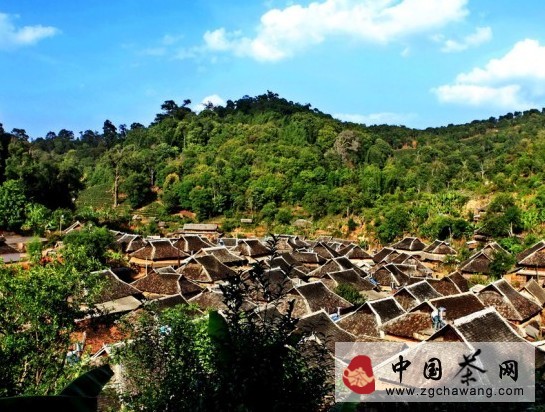 普洱茶安麻山