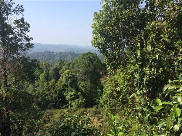 普洱茶安麻山