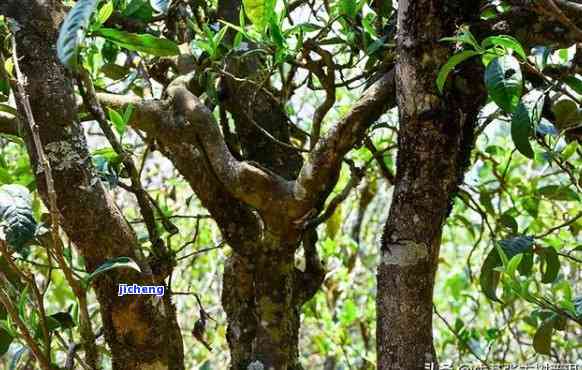 小树普洱茶特点解析：品质、产地、口感、泡法等全方位了解