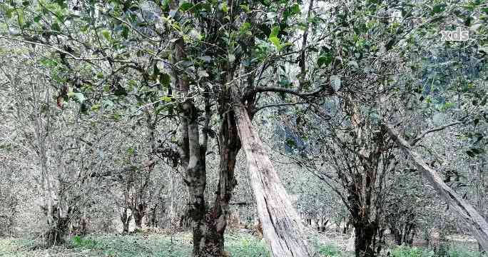 小树普洱茶特点解析：品质、产地、口感、泡法等全方位了解