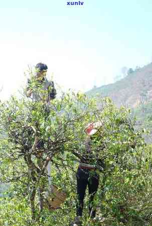 大石桥普洱茶价格、品质、古树纯芽及导游防骗，了解大石桥普洱茶综合信息。