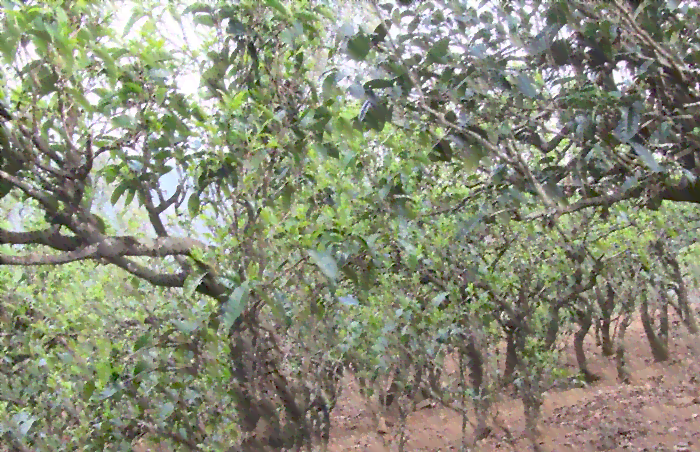 大石桥普洱茶价格、品质、古树纯芽及导游防骗，了解大石桥普洱茶综合信息。