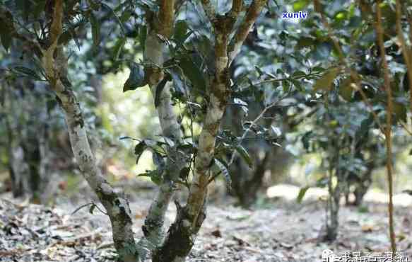 普洱茶扬：品鉴名山古树茶，感受千年传承韵味