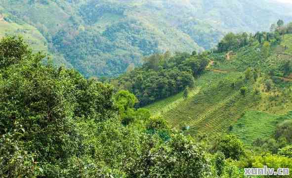 普洱茶的发源地及其地理环境：探究普洱茶产地的特点与影响