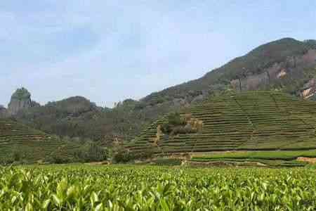 白马茶厂旗下，白马山茶叶及白马茶馆，百度贴吧讨论区热议。