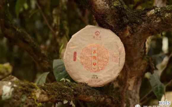 祥瑞号普洱茶：源自名山古寺，匠心独运的纯正之选