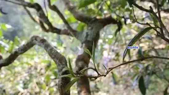 小昔普洱茶：品鉴古树茶的醇厚口感与独特风味