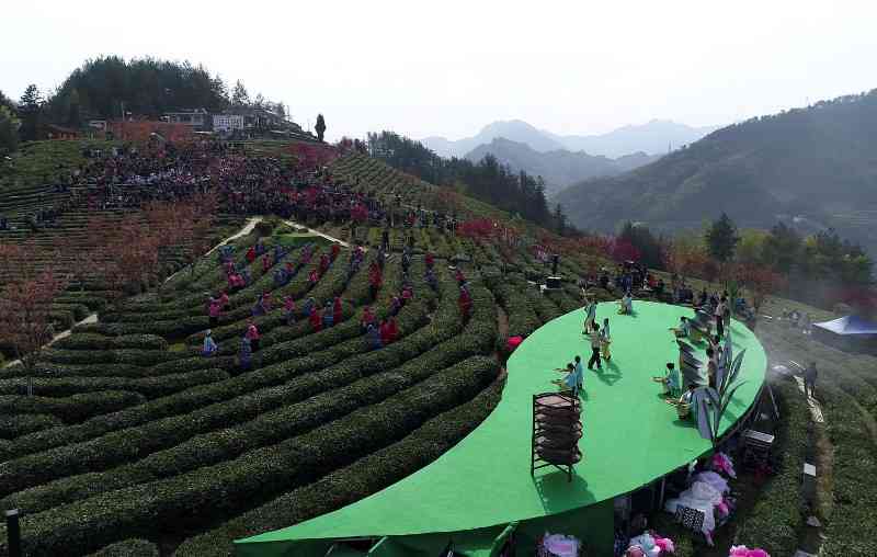 新 六大茶山普洱茶的品鉴与选购指南，让你轻松掌握茶道精髓