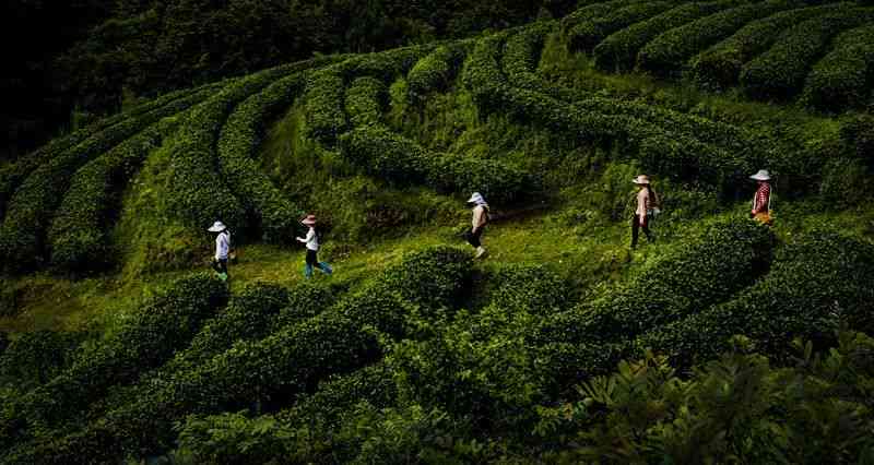 新 六大茶山普洱茶的品鉴与选购指南，让你轻松掌握茶道精髓