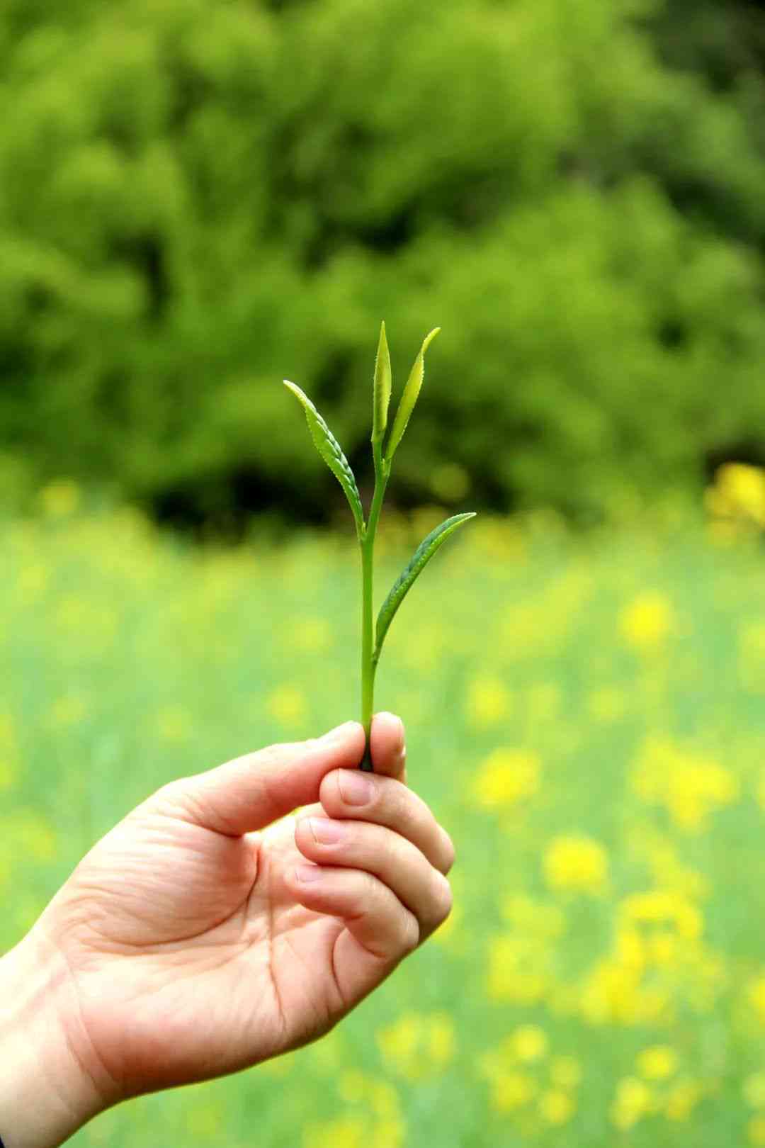 新 六大茶山普洱茶的品鉴与选购指南，让你轻松掌握茶道精髓