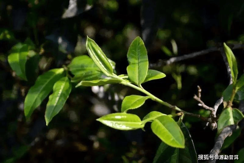 春坝古树普洱茶：品味大自然的馈赠，感受岁月沉淀的味道