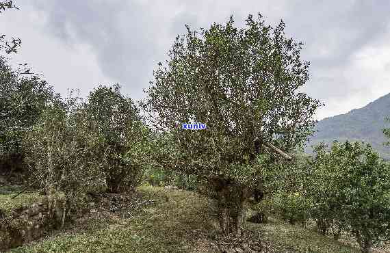 春坝古树普洱茶：品味大自然的馈赠，感受岁月沉淀的味道