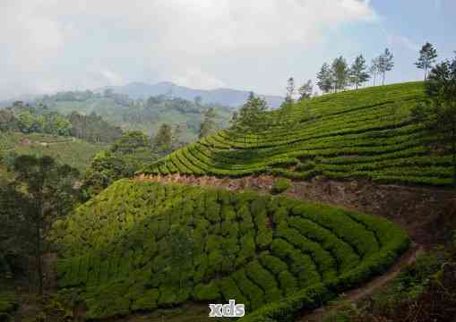 福建普洱茶的原产地及其独特魅力：一场视觉与味觉的宴