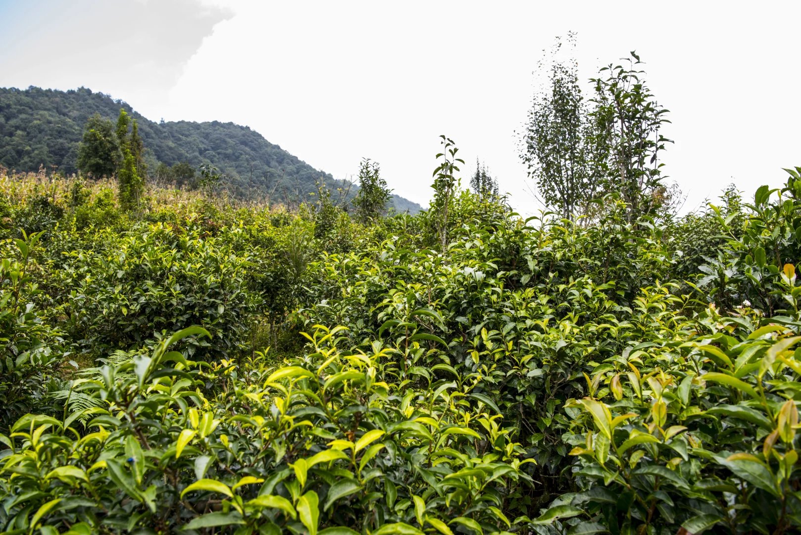 普洱茶花山