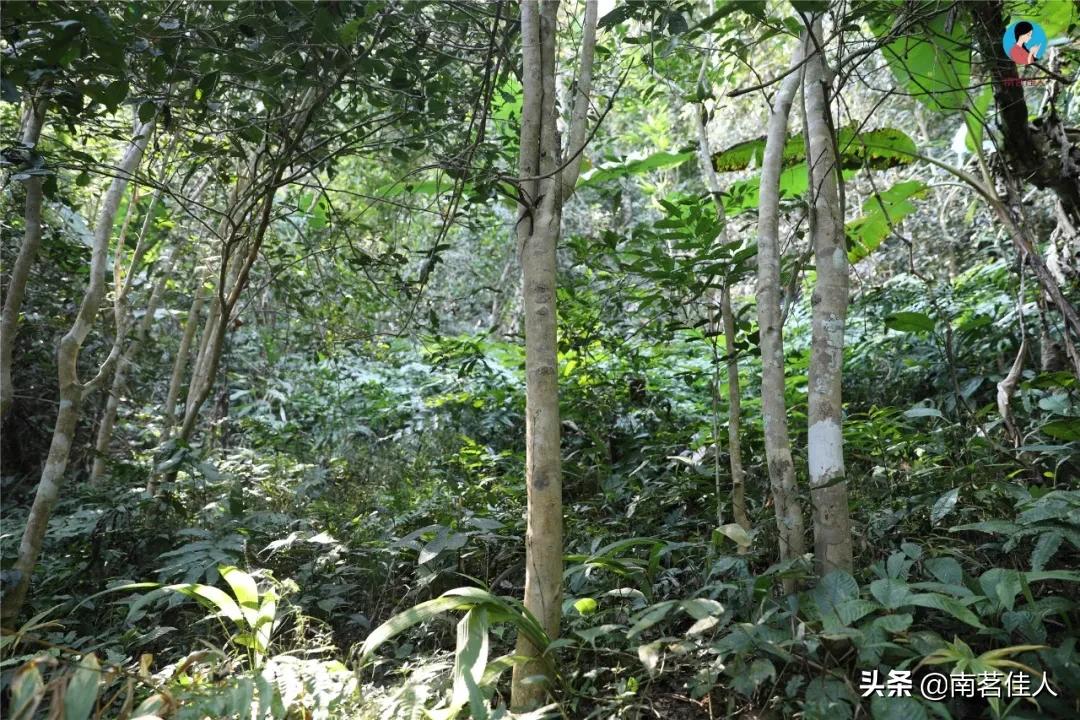 普洱茶茶山：探索云南古茶园的途径与体验