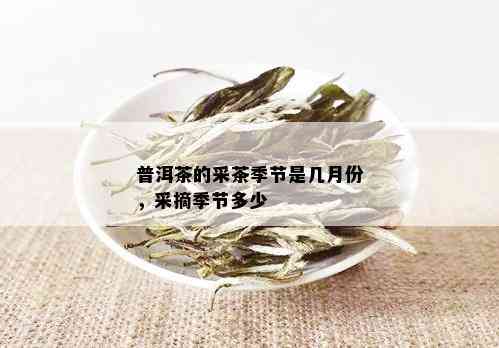 普洱茶五月初能否饮用？以及的普洱茶月份是哪一个？