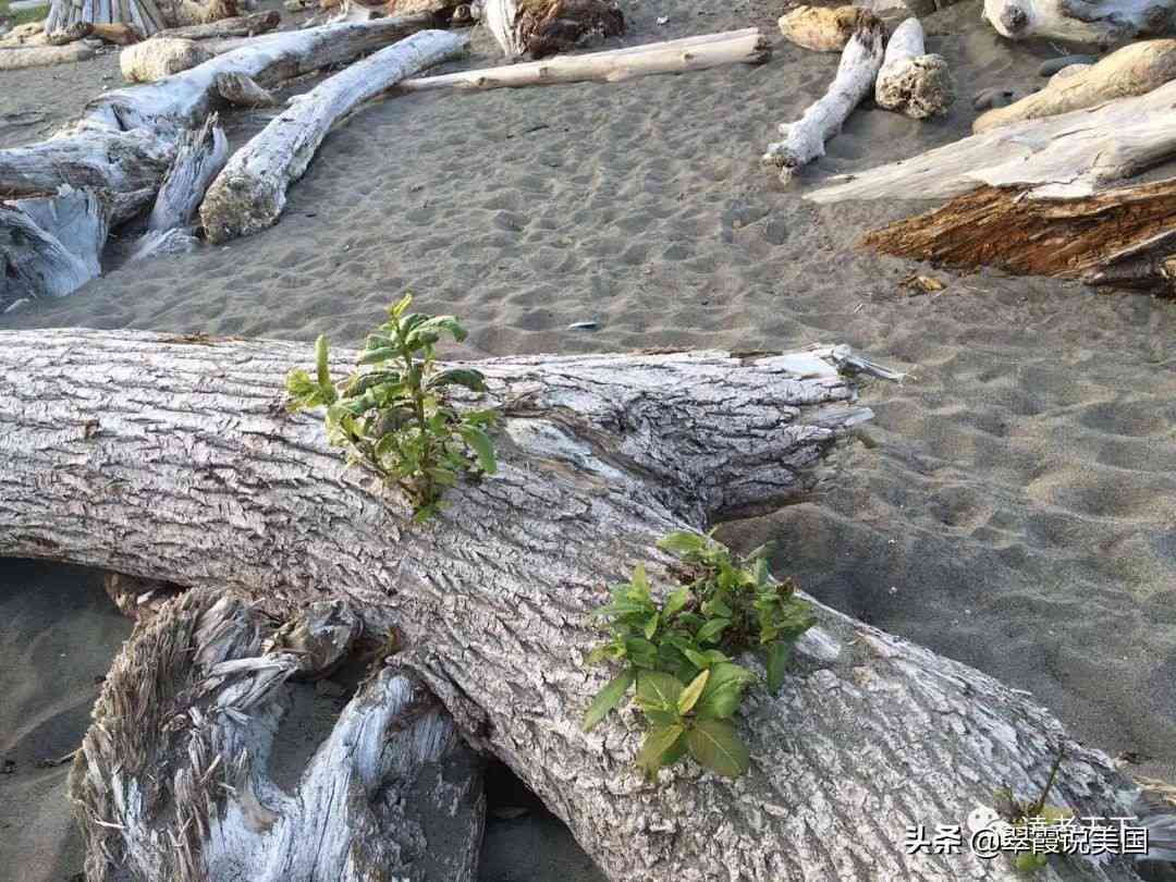 大益观潮普洱茶