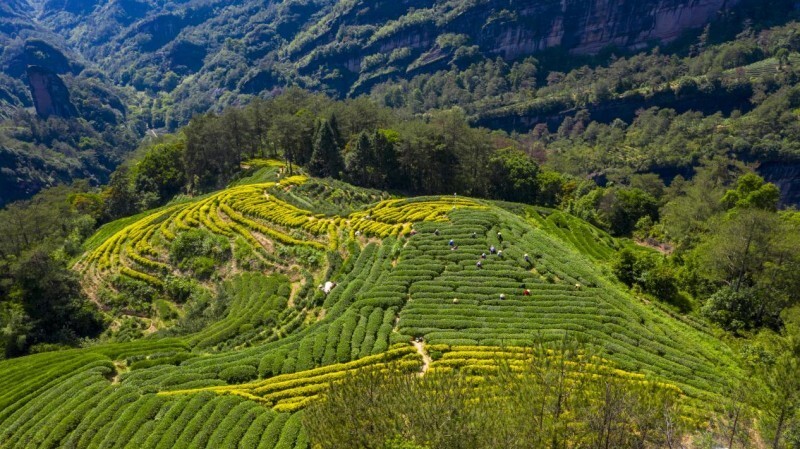 天心明月茶叶价格及武夷山岩茶详情，请参阅天心明月茶叶