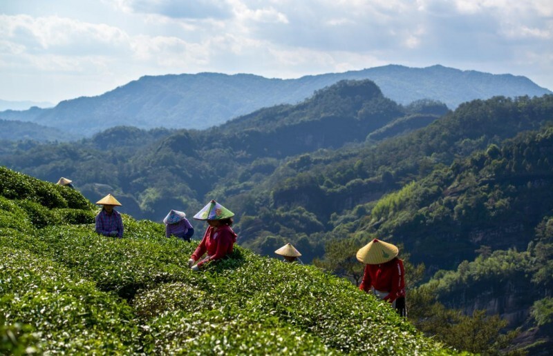 天心明月茶叶价格及武夷山岩茶详情，请参阅天心明月茶叶