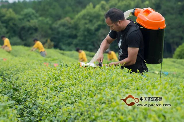 普洱茶市场整顿行动：雷霆扫荡，净化茶叶生态